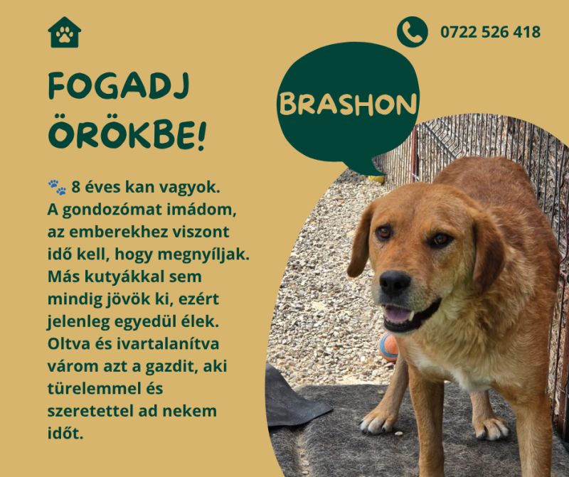 Brashon
